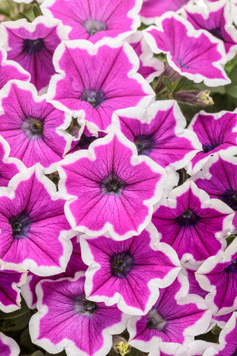 Petunia Hybrid 'Supertunia® Hoopla™ Vivid Orchid™'