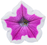 Petunia hybrid 'Supertunia® Hoopla™ Vivid Orchid™' bloom