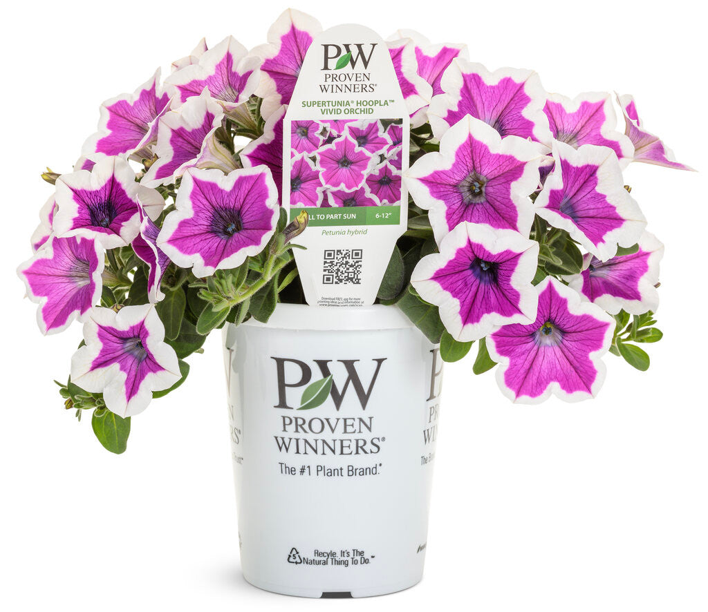 Petunia hybrid 'Supertunia® Hoopla™ Vivid Orchid™' in grower pot