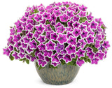 Petunia hybrid 'Supertunia® Hoopla™ Vivid Orchid™' in pot