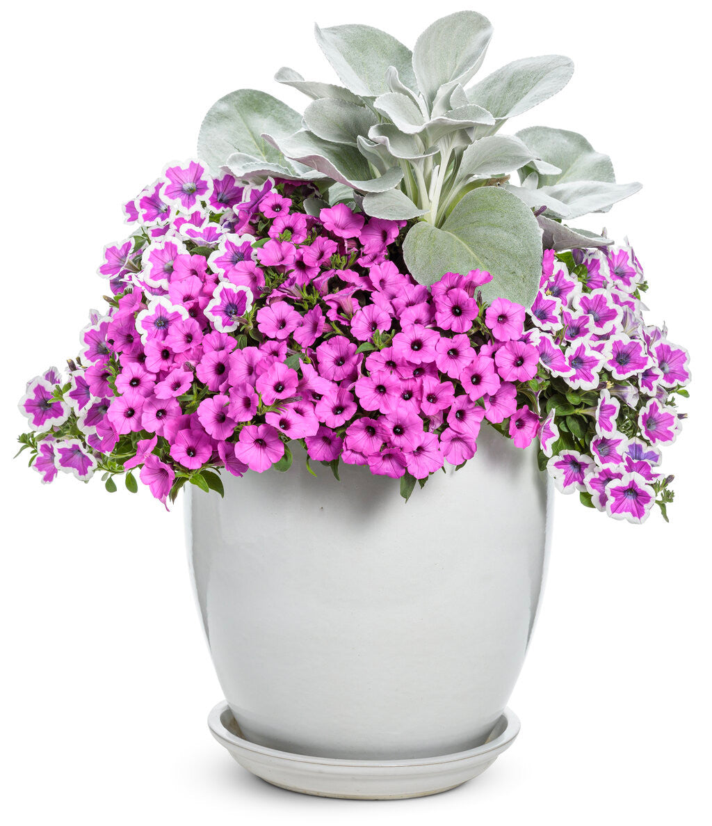 Petunia hybrid 'Supertunia® Hoopla™ Vivid Orchid™' combination