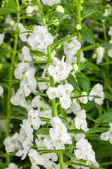 Angelonia angustifolia hybrid 'Angelface® Super White' close up