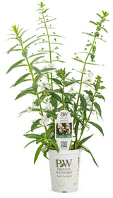 Angelonia angustifolia hybrid 'Angelface® Super White' in grower pot