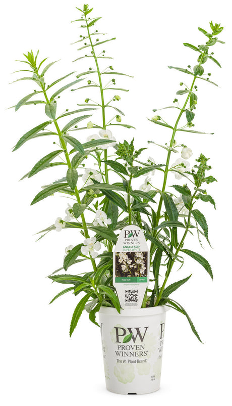 Angelonia angustifolia hybrid 'Angelface® Super White' in grower pot