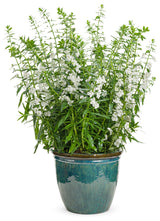 Angelonia angustifolia hybrid 'Angelface® Super White' in decorative pot