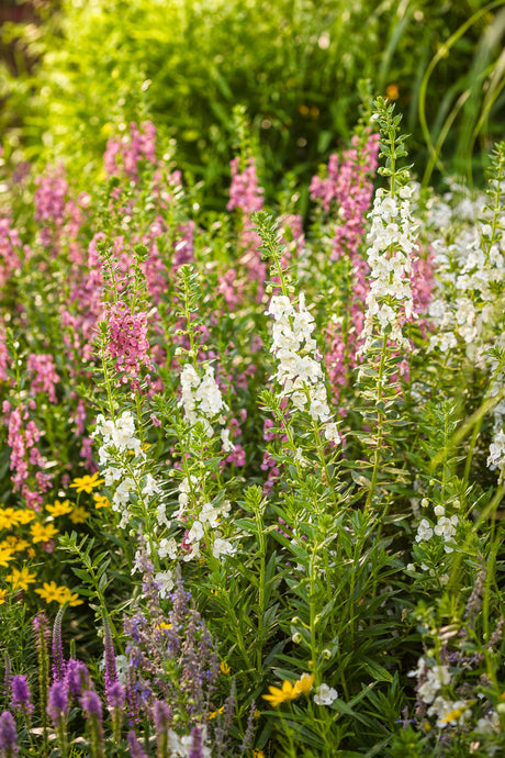 Angelonia angustifolia hybrid 'Angelface® Super White'