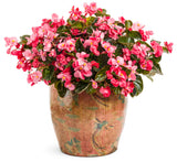 Begonia benariensis 'Surefire® Rose' in decorative pot