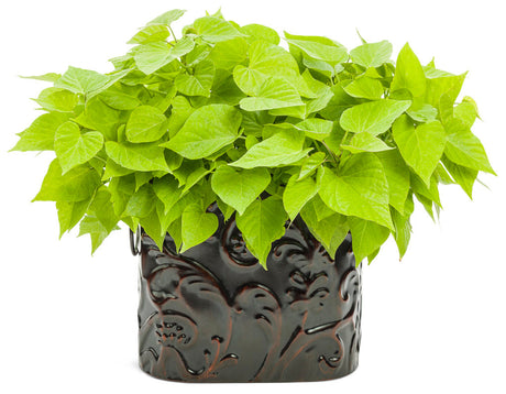 Ipomoea batatas Proven Accents® 'Sweet Caroline Sweetheart Lime' in decorative pot