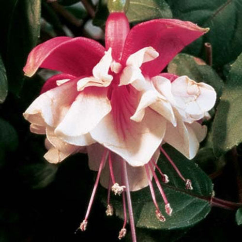 fuchsia hybrida plant Fuchsia hybrid 'Swingtime'