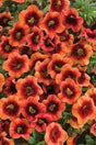 Calibrachoa hybrid 'Superbells® Tangerine Punch™' close up