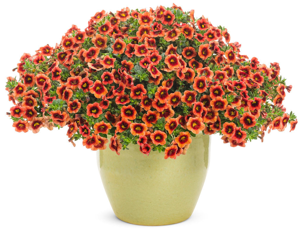 Calibrachoa hybrid 'Superbells® Tangerine Punch™' in decorative pot