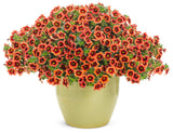 Calibrachoa hybrid 'Superbells® Tangerine Punch™' in decorative pot