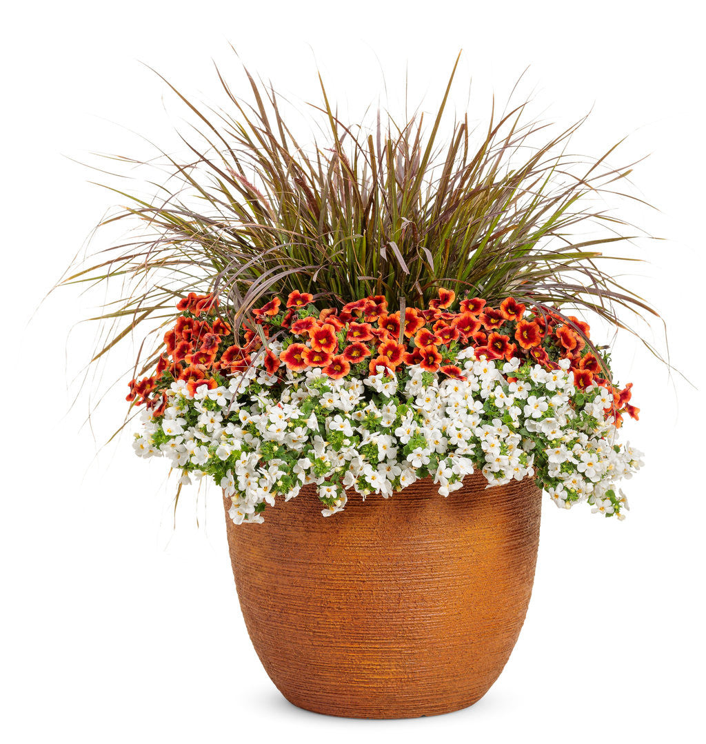 Calibrachoa hybrid 'Superbells® Tangerine Punch™' – Romence