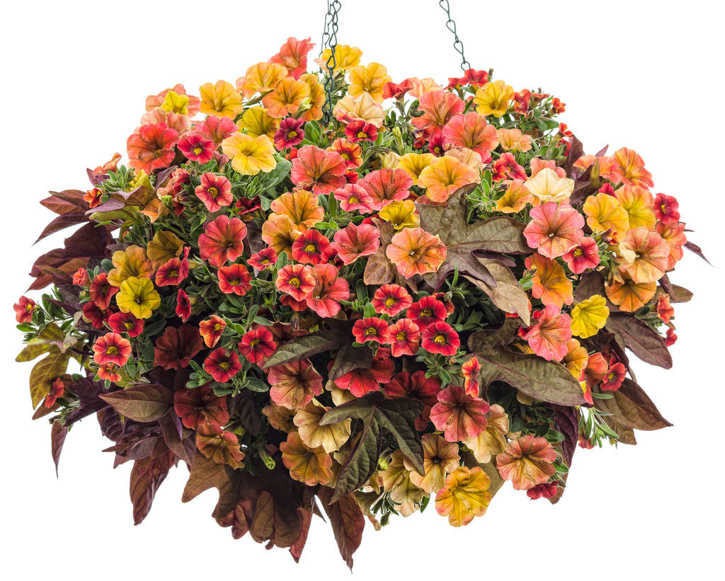 Calibrachoa hybrid 'Superbells® Tangerine Punch™' combination