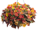 Calibrachoa hybrid 'Superbells® Tangerine Punch™' combination