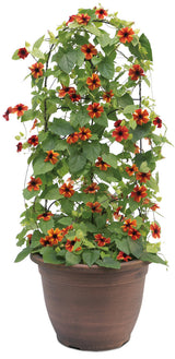 Thunbergia alata 'Tangerine Slice A-Peel®' in decorative pot