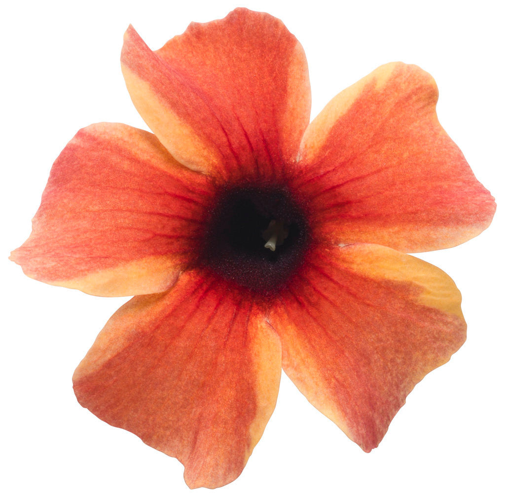 Thunbergia alata 'Tangerine Slice A-Peel®' flower