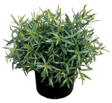 Tarragon 'French'