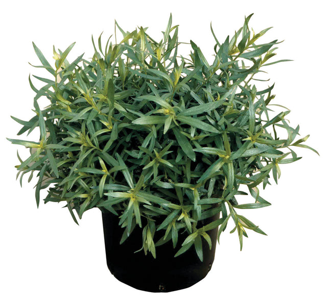Tarragon 'French'