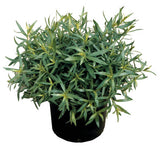 Tarragon 'French'