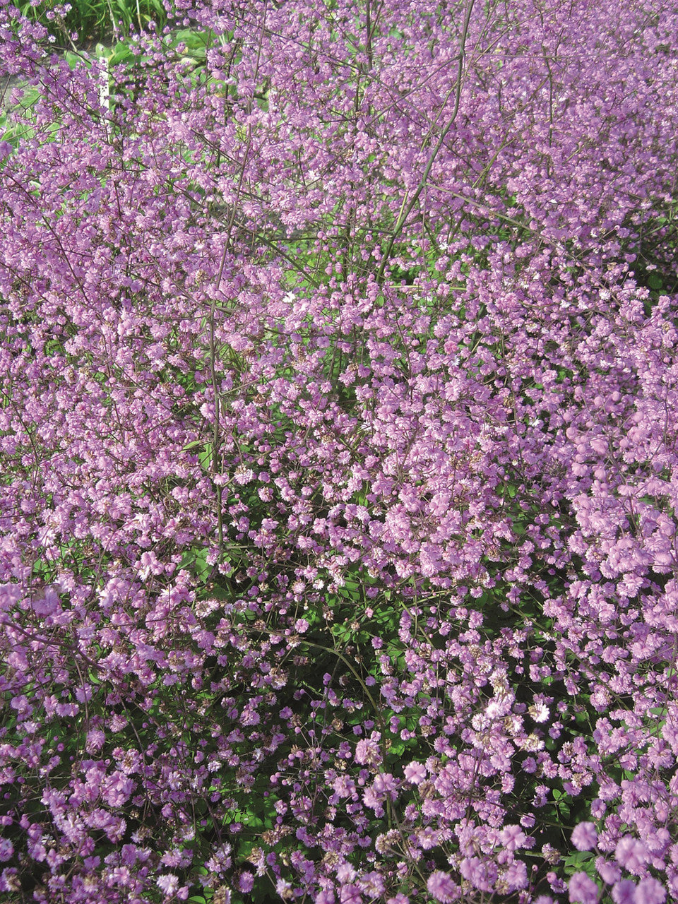 Thalictrum delavayi 'Hewitt's Double'