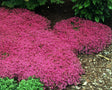 Thymus serpyllum 'Coccineus'