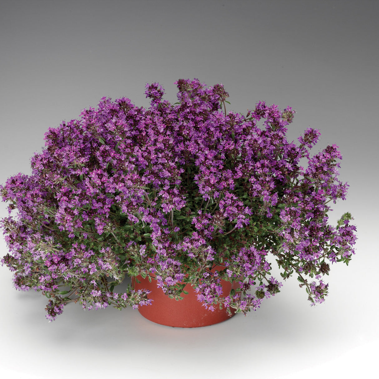 Thymus serpyllum 'Coccineus'