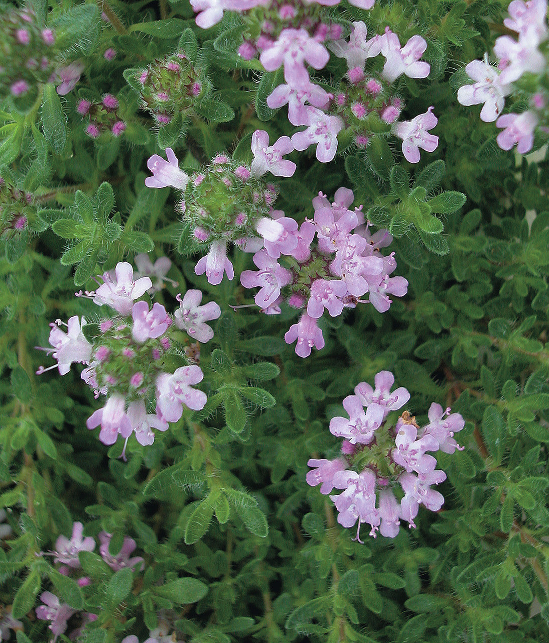 Thymus serpyllum 'Pink Chintz'