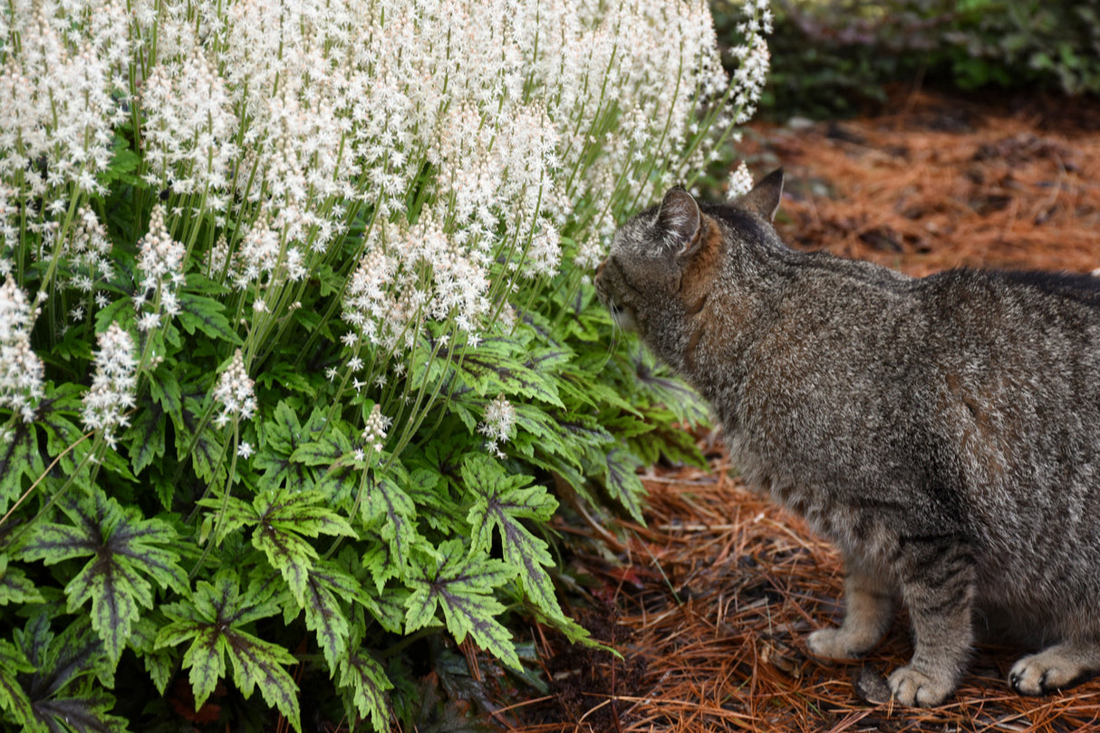 Tiarella 'Cutting Edge'