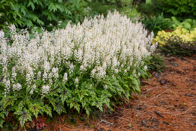 Tiarella 'Cutting Edge'