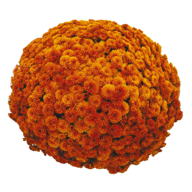 Chrysanthemum 'Vitamum™ Toast Orange'