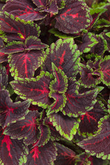 Coleus Solenostemon scutellariodes 'Colorblaze® Torchlight®'