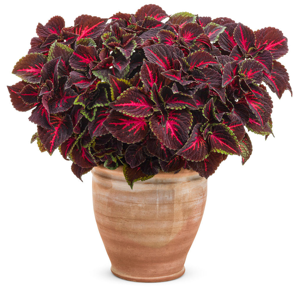 Coleus Solenostemon scutellariodes 'Colorblaze® Torchlight®' in decorative pot