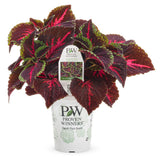 Coleus Solenostemon scutellariodes 'Colorblaze® Torchlight®' in grower pot