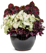 Coleus Solenostemon scutellariodes 'Colorblaze® Torchlight®' combination