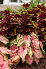 Coleus Solenostemon scutellariodes 'Colorblaze® Torchlight®'