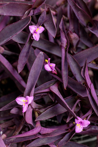 Tradescantia pallida Proven Accents® 'Purple Queen' – Romence