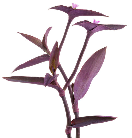 Tradescantia pallida Proven Accents® 'Purple Queen' foliage