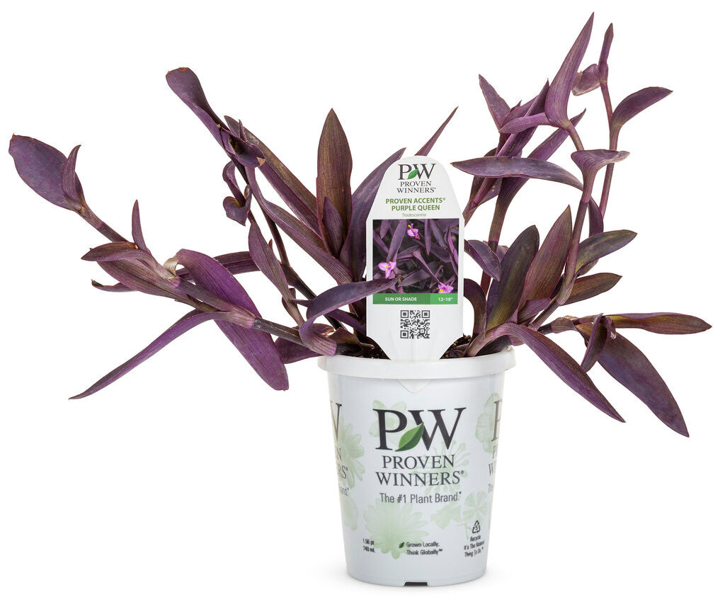 Tradescantia pallida Proven Accents® 'Purple Queen' in pot
