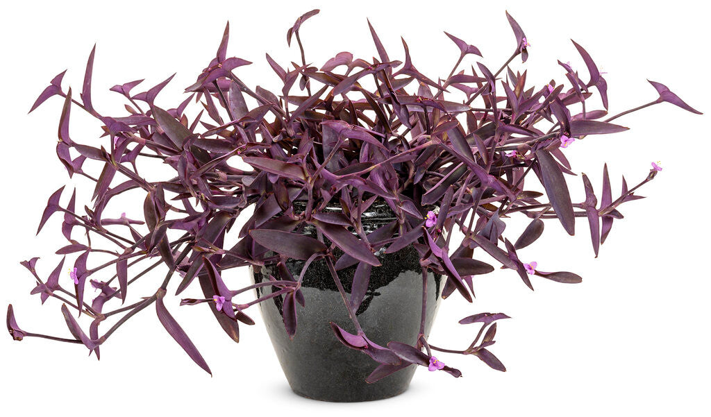 Tradescantia pallida Proven Accents® 'Purple Queen' in decorative pot