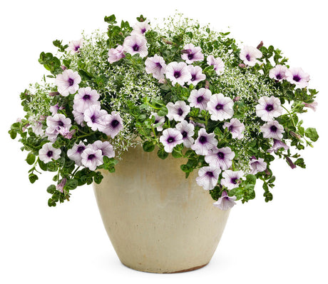 Petunia hybrid 'Supertunia® Trailing Blue Veined' combination