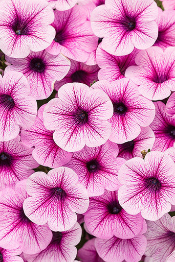 Petunia hybrid 'Supertunia® Rose Veined'