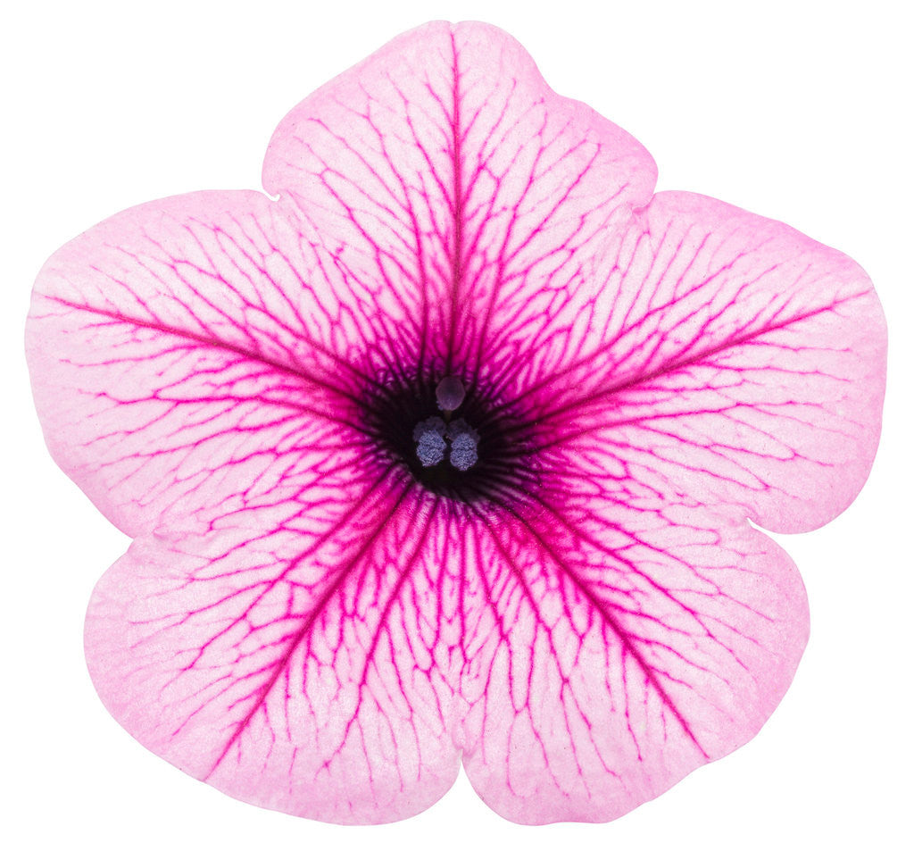 Petunia hybrid 'Supertunia® Trailing Rose Veined' flower