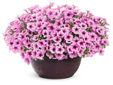 Petunia hybrid 'Supertunia® Trailing Rose Veined' in decorative pot