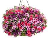 Petunia hybrid 'Supertunia® Trailing Rose Veined' combination