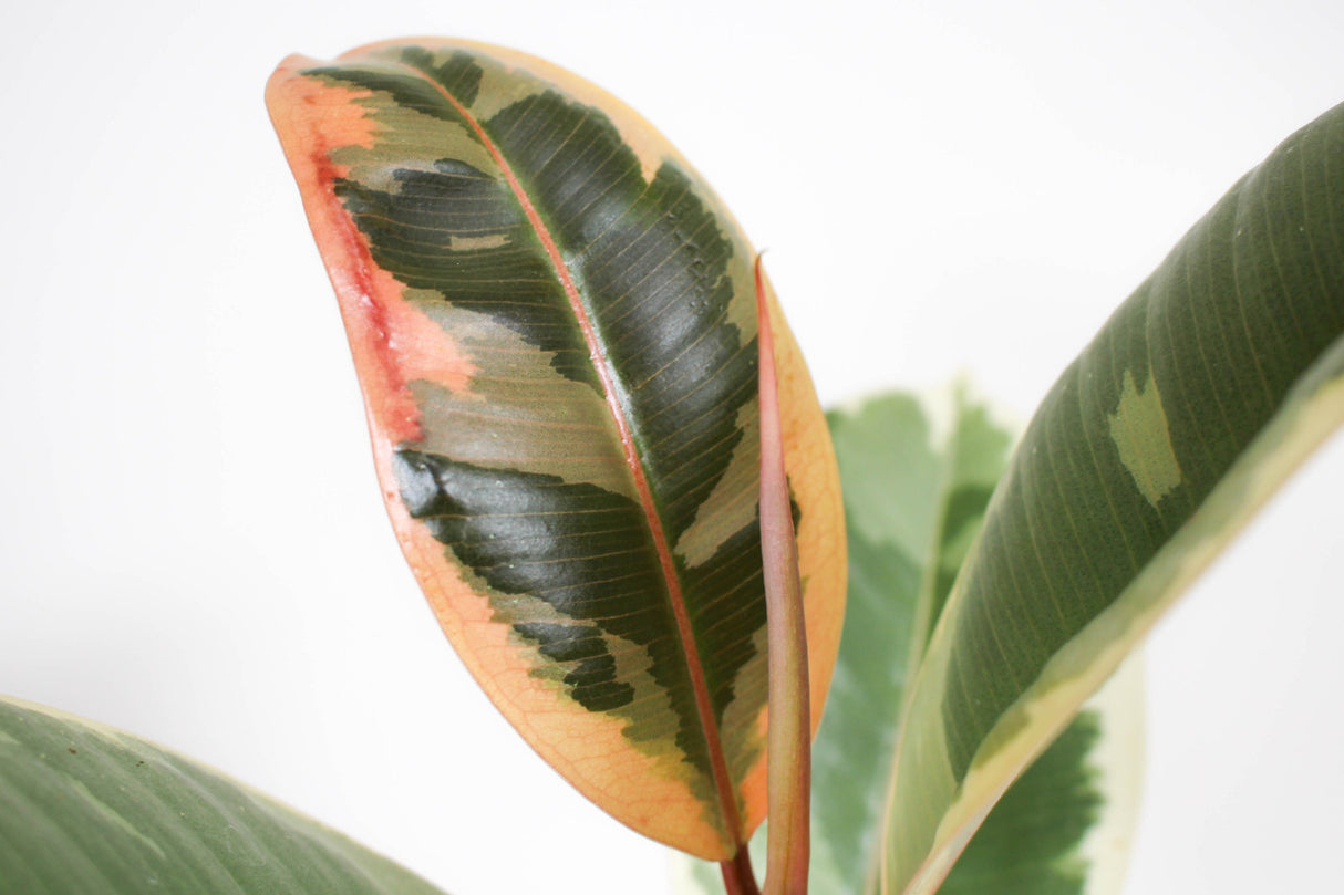 Close up of Ficus Elastica 'Tineke' foliage