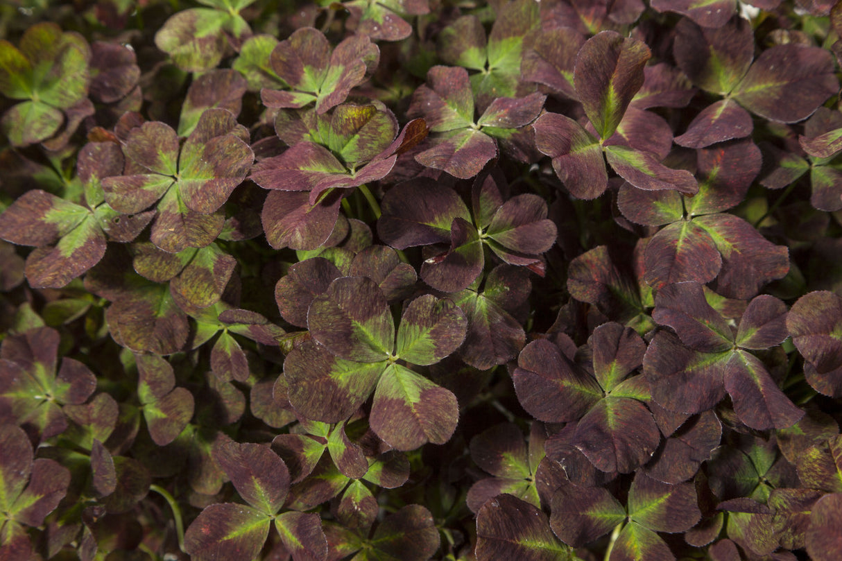 Trifolium repens '4 Luck® Coco Mint'