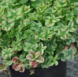 Trifolium 4 Luck® 'Red Stripes'