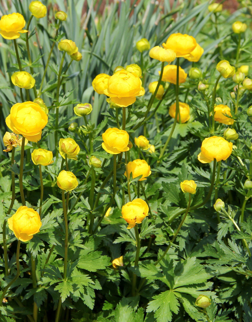 Trollius europaeus 'Superbus'