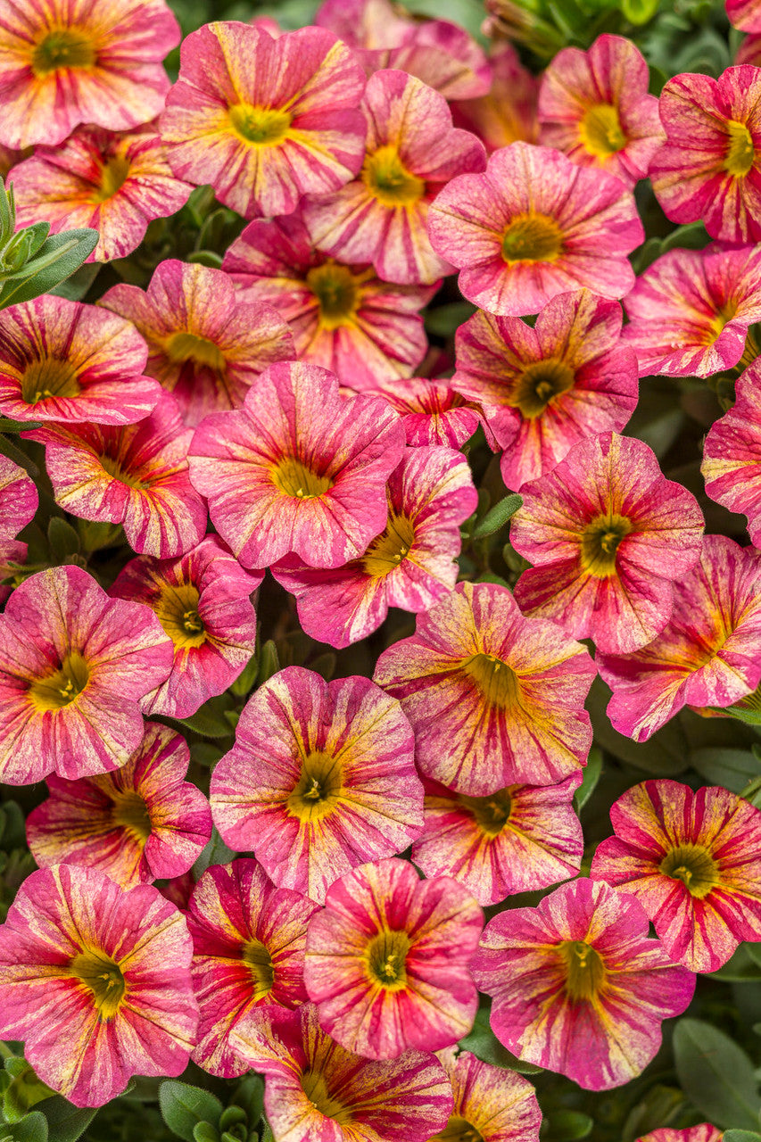 Calibrachoa hybrid 'Superbells® Tropical Sunrise'